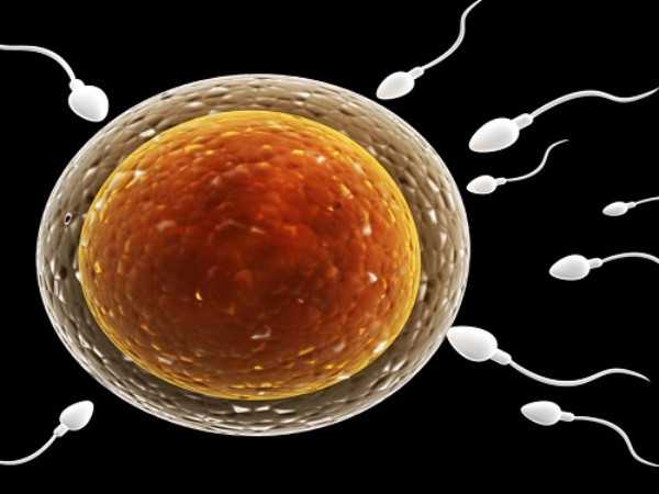 第三代试管婴儿过程中如何分析男人的精子好坏